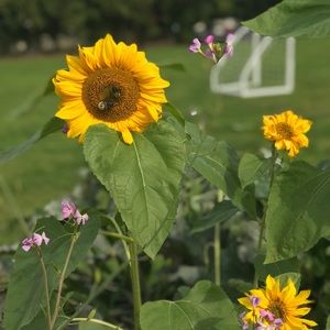 Meet your Posher, Serenade